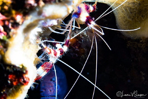 Coral banded shrimp and moray eel/Photographed with a Can... by Laurie Slawson 
